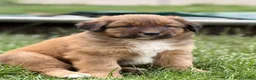 Kruising honden te koop: Nova scotia duck tolling x Australian shepherd pup - Advertentie 6