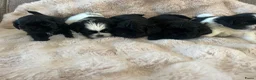 Shih Tzu honden te koop: Lieve Shih Tzu pups in Honselersdijk - Advertentie 9