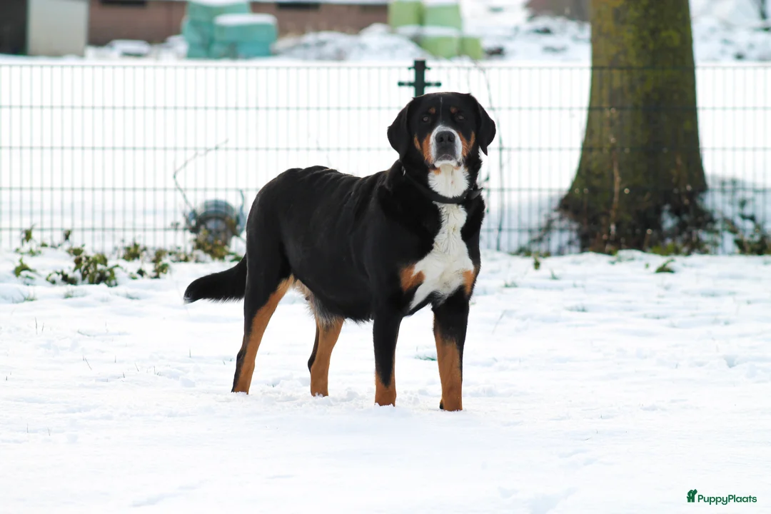 Grote Zwitserse Sennenhond honden te koop: Grote Zwitserse Sennenpups  - Advertentie 9