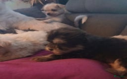 Boomer honden te koop: Prachtige boomer pups .mogen nestje verlaten!! - Afbeelding 11