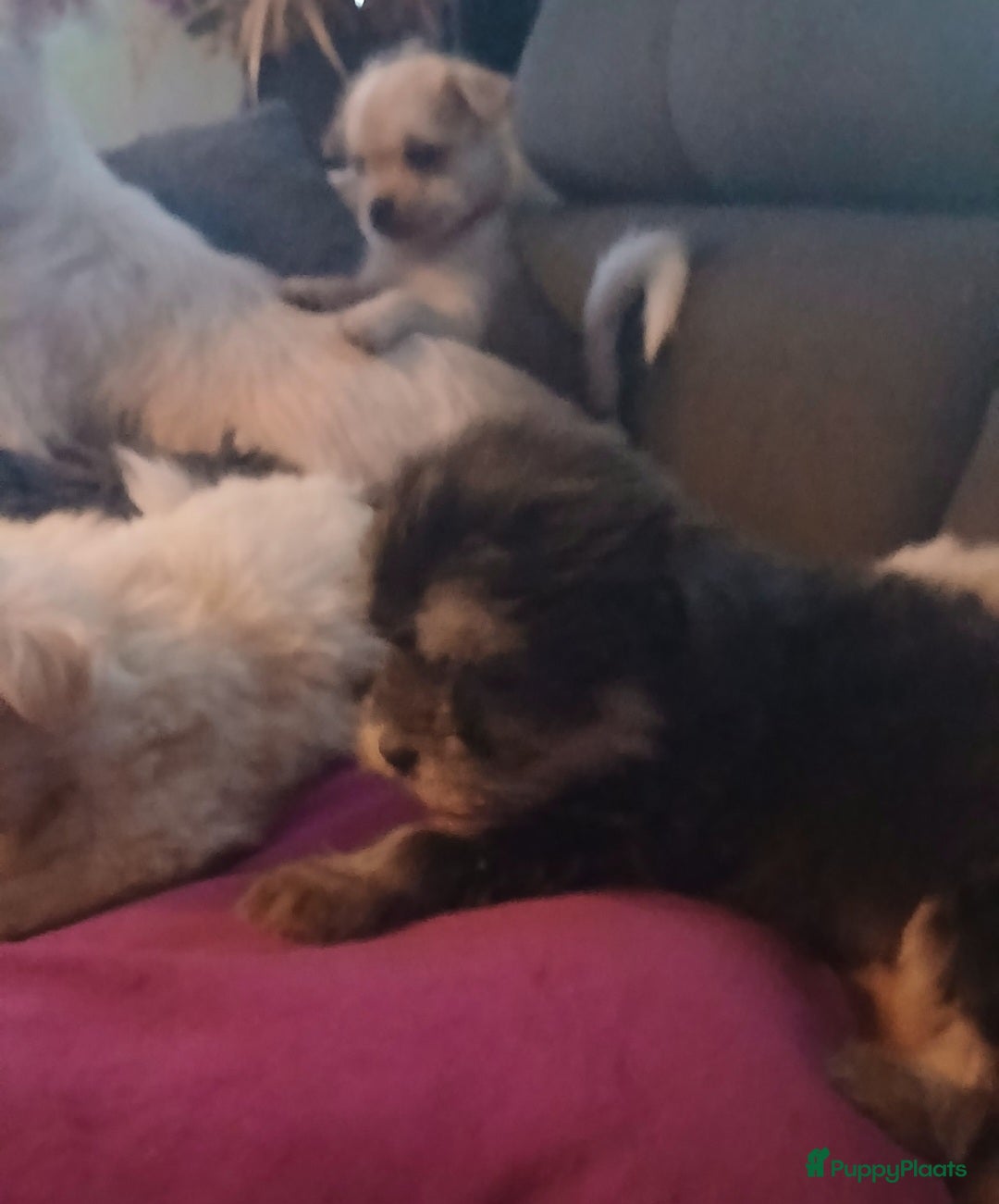 Boomer honden te koop: Prachtige boomer pups .mogen nestje verlaten!! - Afbeelding 11