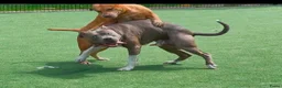 Kruising honden te koop: 5 puppers Red Nose Pitbull/American Bully - Advertentie 3
