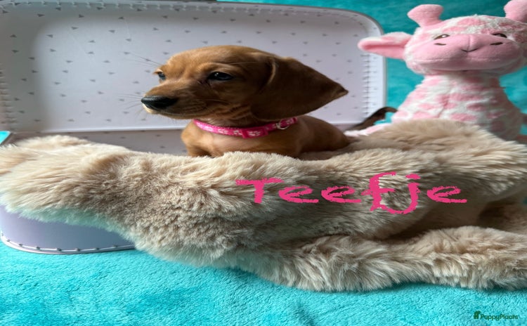 Kruising honden - Advertentie 1
