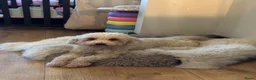 Kruising honden te koop: Labradoodle pups mini - Advertentie 3