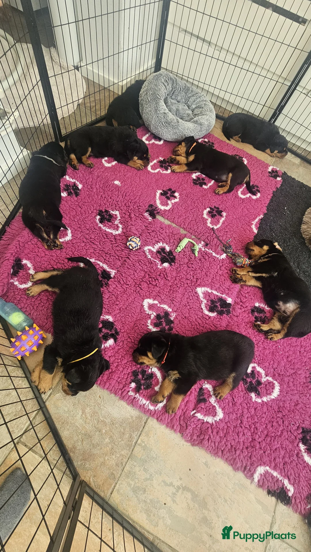 Rottweiler honden te koop: Litter F  - Advertentie 17