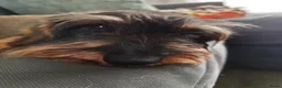 Ruwhaar Teckel honden te koop: Prachtige lieve ruwharige standaard teckel pups - Advertentie 25