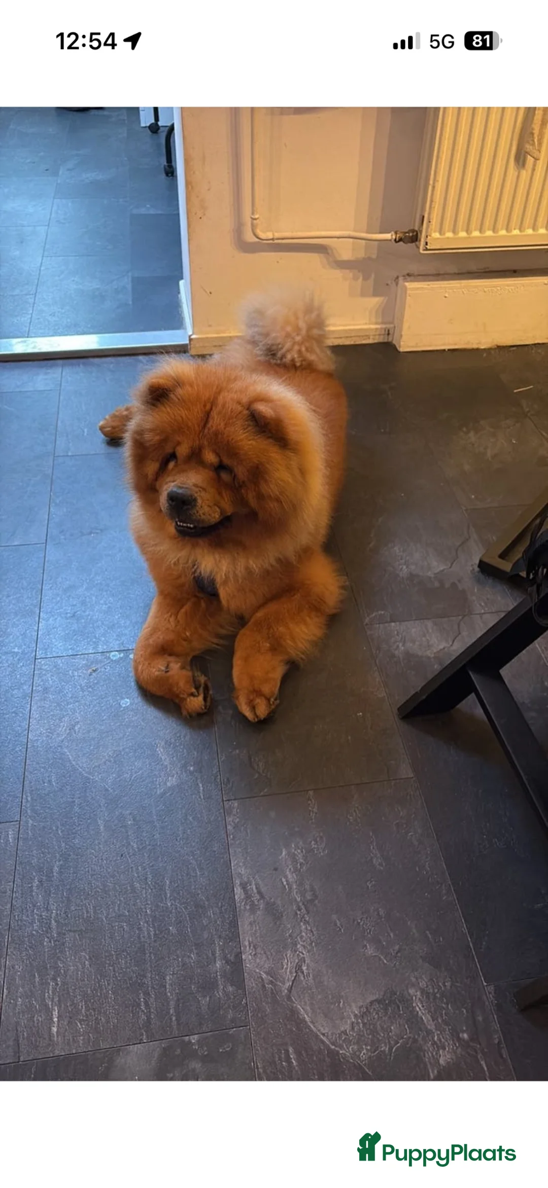 Chow Chow honden te koop: Chowchow reu te koop in Kerkrade - Advertentie 1