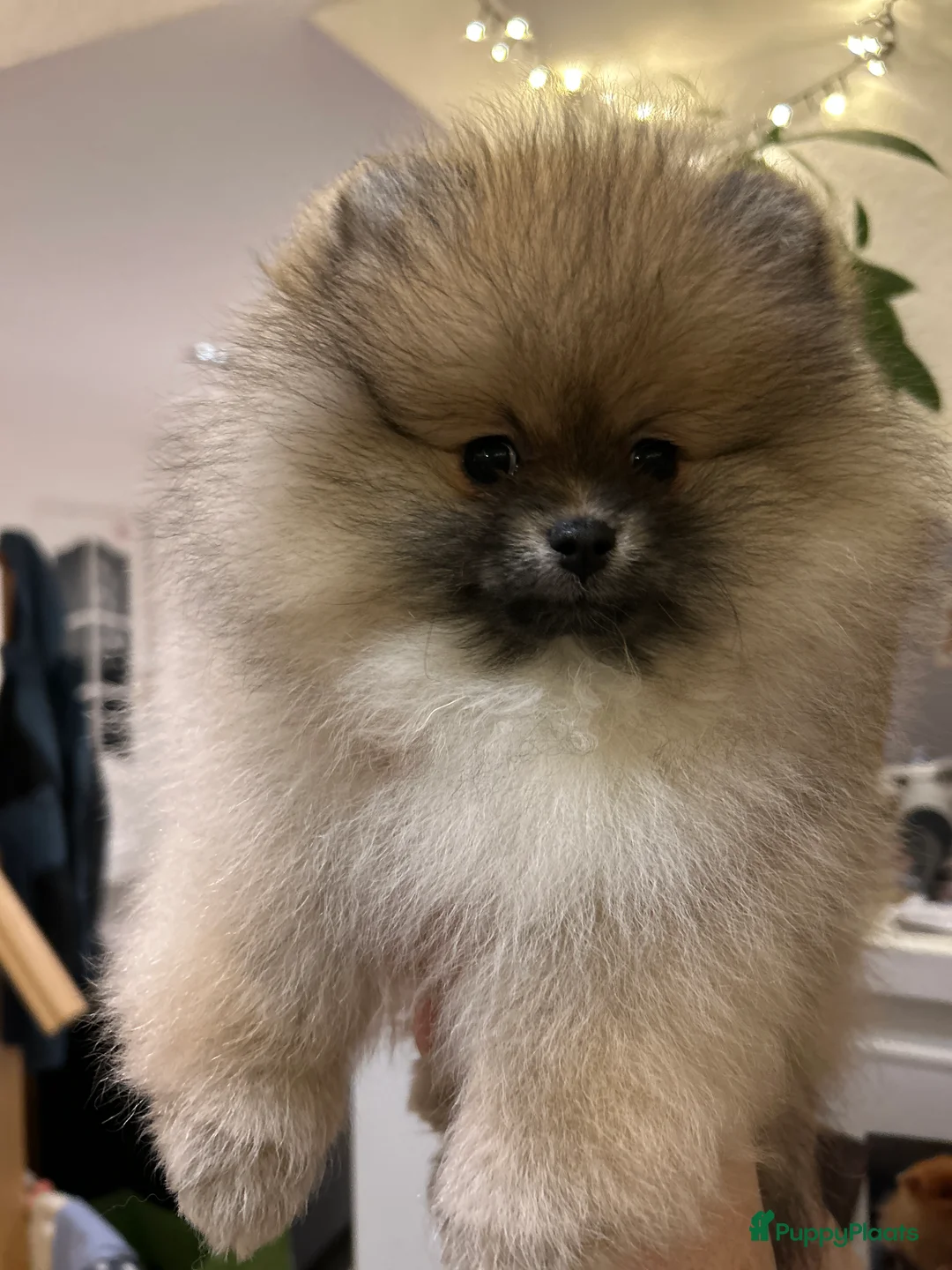 Pomeriaan honden te koop: ❤️Pomeranian❤️ - Advertentie 4