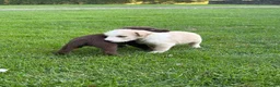 Kruising honden te koop: Dertien schattige snoetjes zoeken een nieuw thuis - Advertentie 8