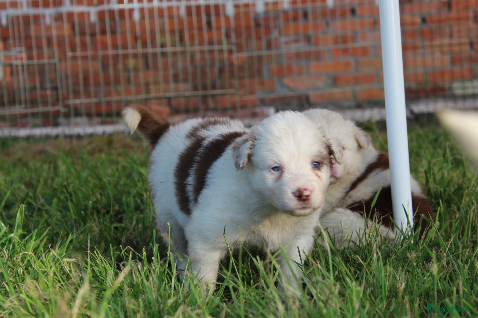 Border Collie honden te koop: Mooie speciale lieve Merle puppies - Advertentie 7