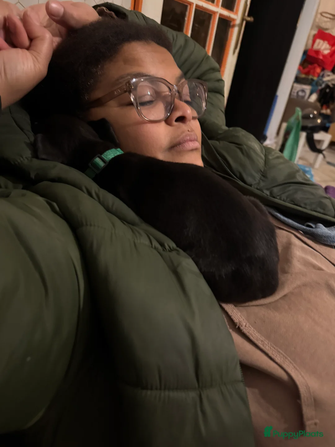 Duitse Dog honden te koop: Duitse dog puppies  - Advertentie 10