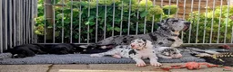 Duitse Dog honden te koop: Duitse Doggen pups in Koewacht - Advertentie 15