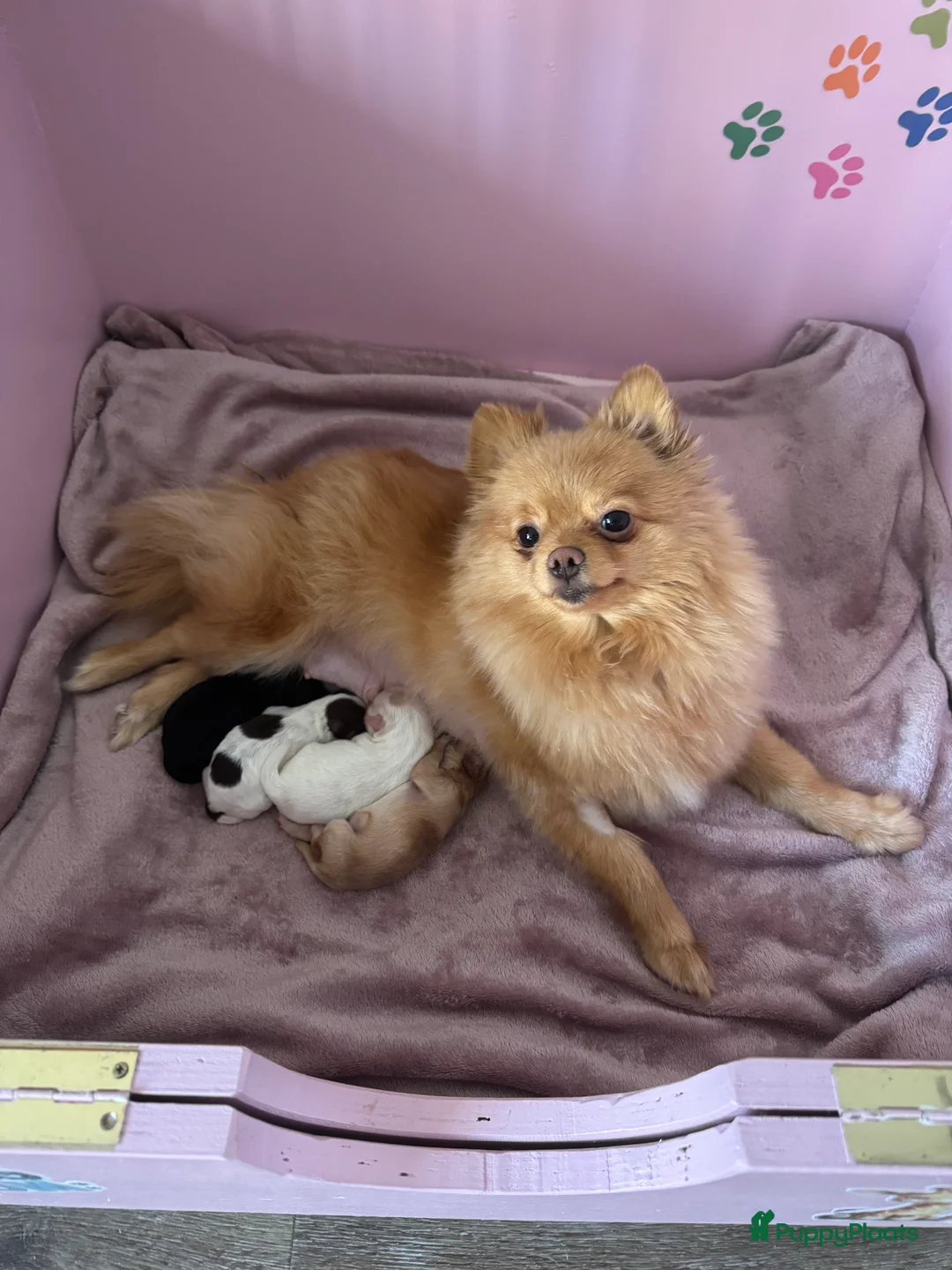 Kruising honden te koop: Uniek nestje kleine Pomapoo pups 🥰  - Advertentie 21