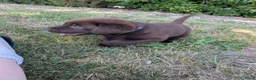 Labrador Retriever honden te koop: Prachtige super sociale labrador pups  - Advertentie 4