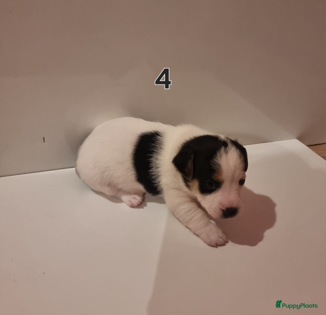 Jack Russel Terriër honden te koop: Jack Russel trailer  - Advertentie 2