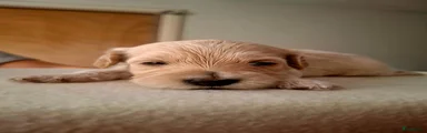 Labradoodle 2