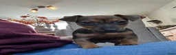 Jack Russel Terriër honden te koop: Lieve Choco tan reu puppy - Advertentie 7