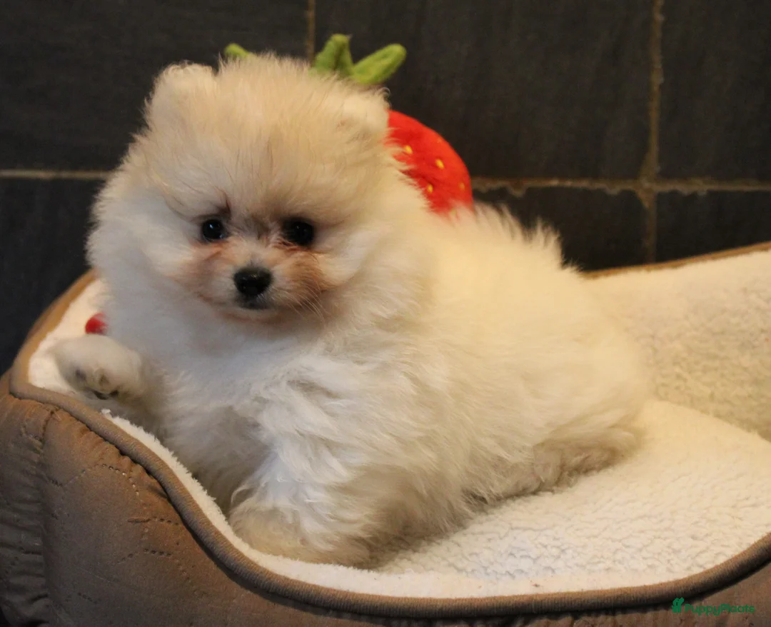 Pomeriaan honden te koop: Pomeriaan pups - Advertentie 8