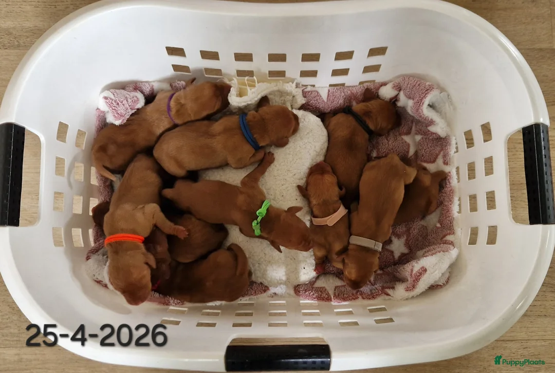 Vizsla korthaar honden te koop: Prachtige Vizsla pups uit Hongaarse bloedlijnen  - Advertentie 2