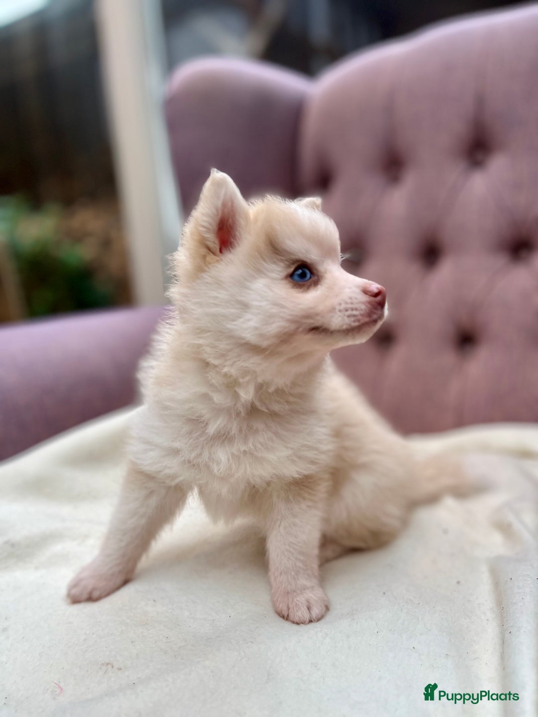 Pomsky honden te koop: Super mooie Pomsky puppy’s  - Afbeelding 10