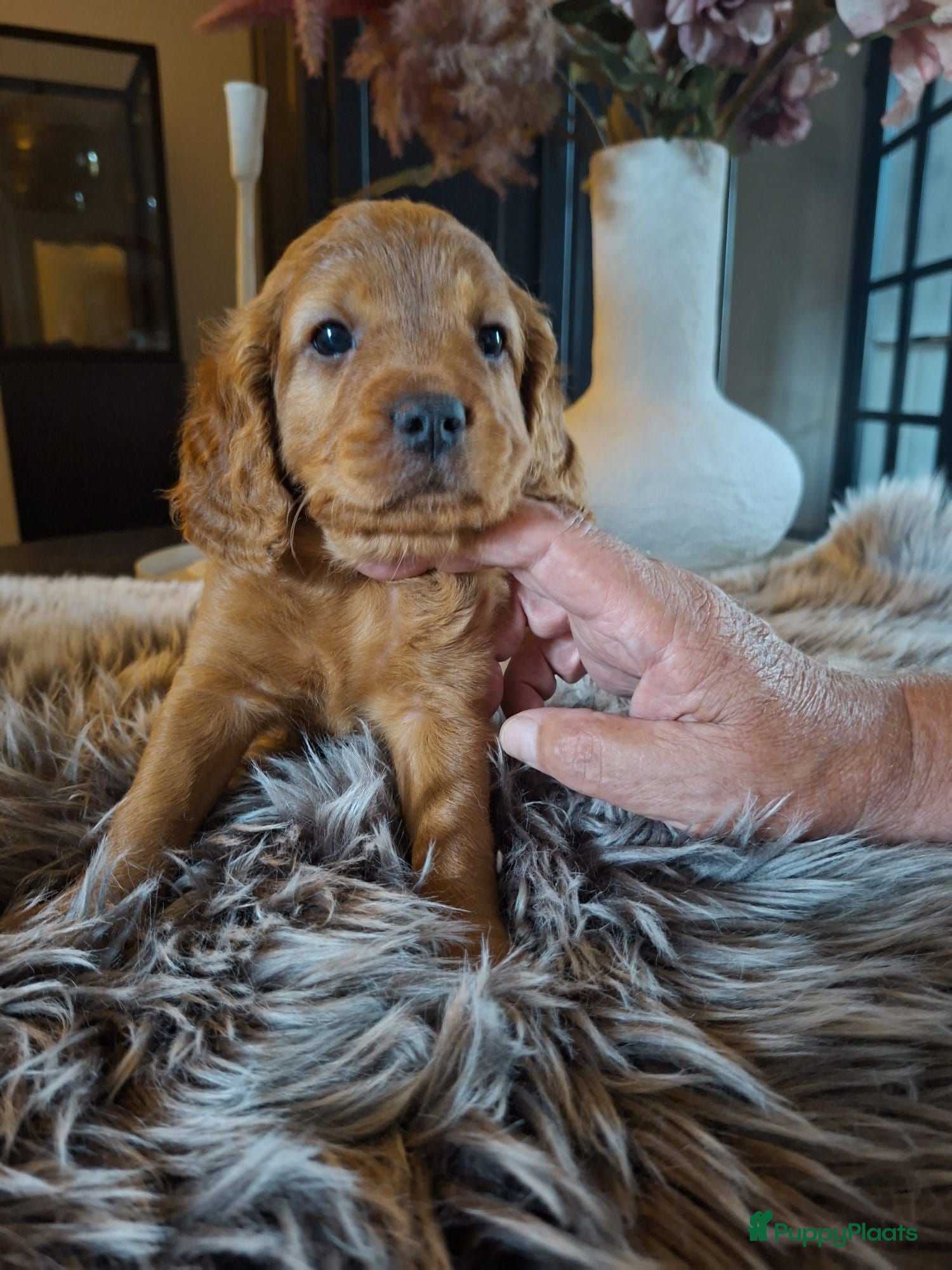 Cavapoo honden Prachtige Cavapoo pups beschikbaar  - Advertentie 7