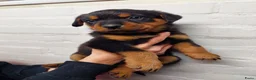 Rottweiler honden te koop: Rottweiler pup  - Advertentie 1