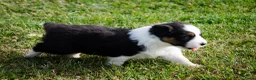 Border Collie honden te koop: Border collie geboren op boerderij (BE) - Advertentie 7
