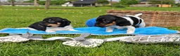 Jack Russel Terriër honden te koop: Met filmpjes! 3 Prachtige Jack Russell puppy's 🐶 - Advertentie 12