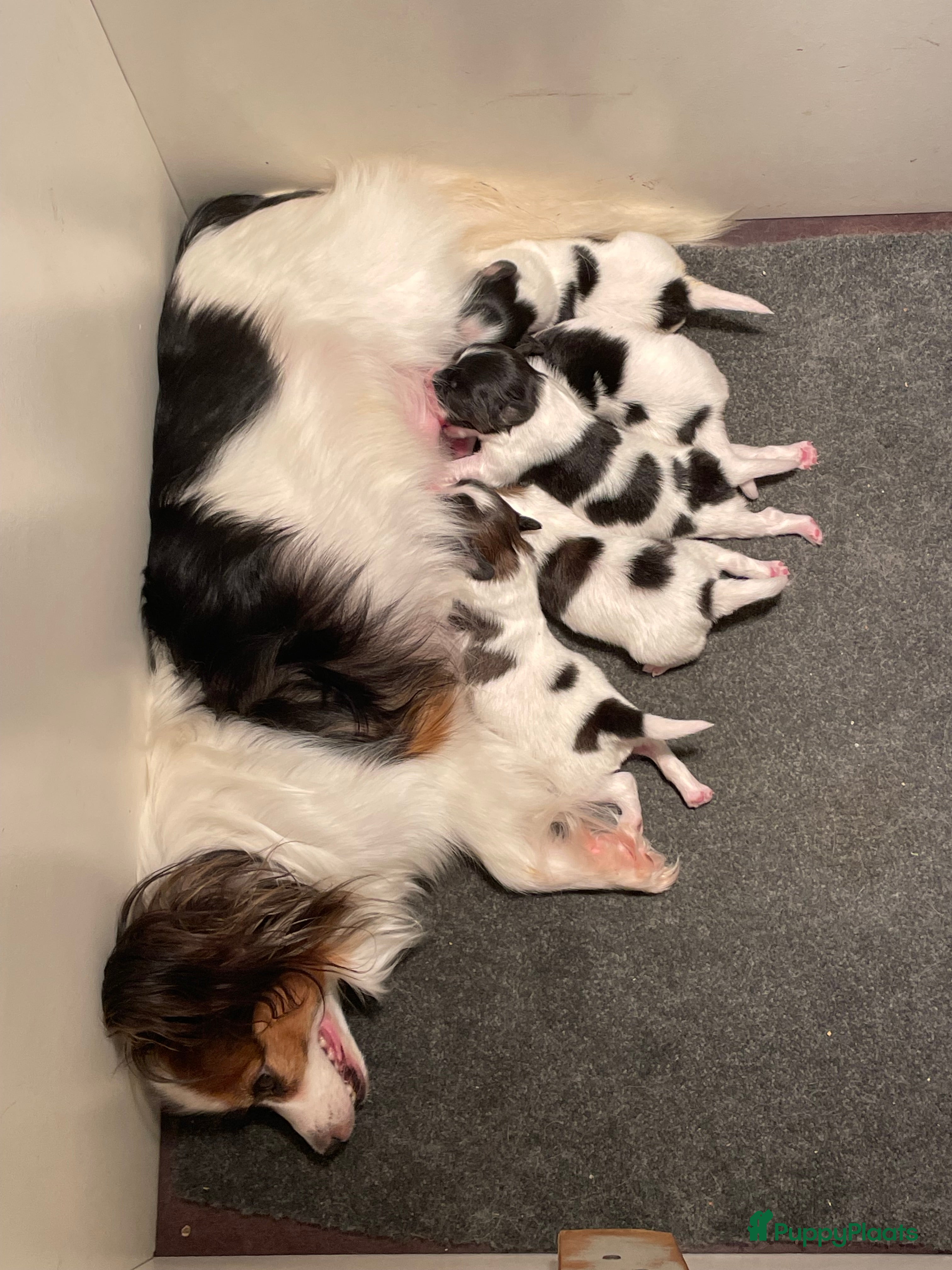 Vlinderhondje honden Raszuivere Papillon pups - Advertentie 2