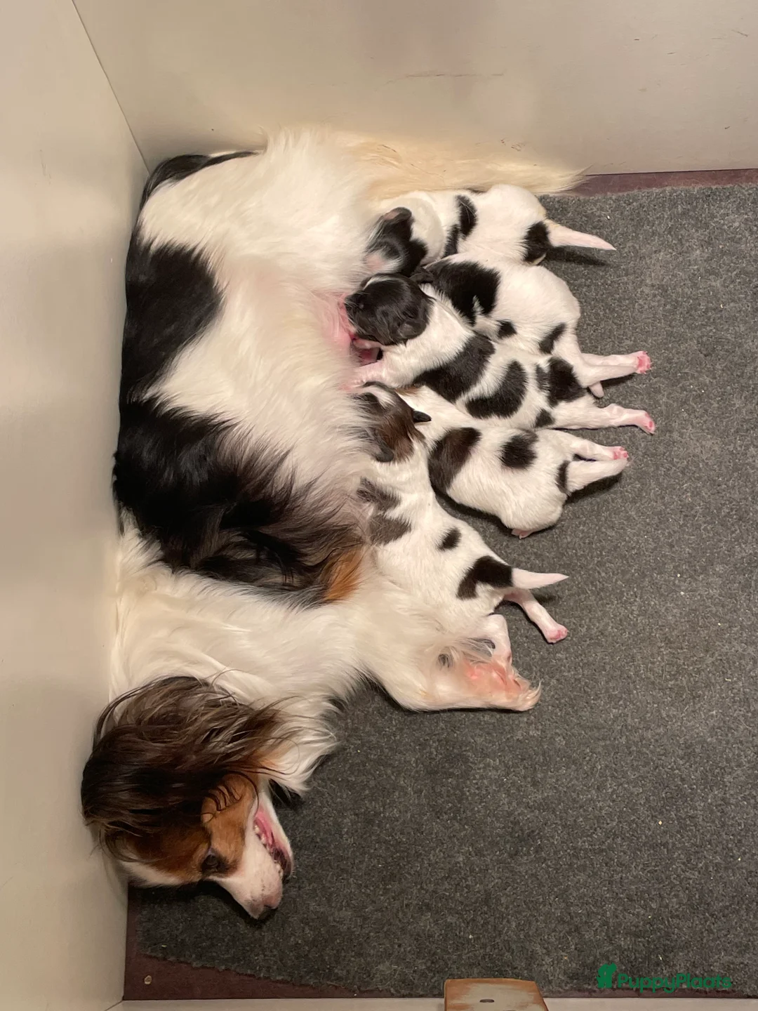 Vlinderhondje honden te koop: Raszuivere Papillon pups - Advertentie 2