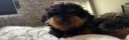 Australian Labradoodle honden te koop: Sproodle pups F1BB multigen  - Advertentie 26