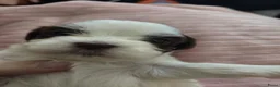 Kruising honden te koop: Boomer pups - Advertentie 4