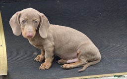 Teckel (korthaar)  honden te koop: Teckel pups mogen verhuizen - Afbeelding 5