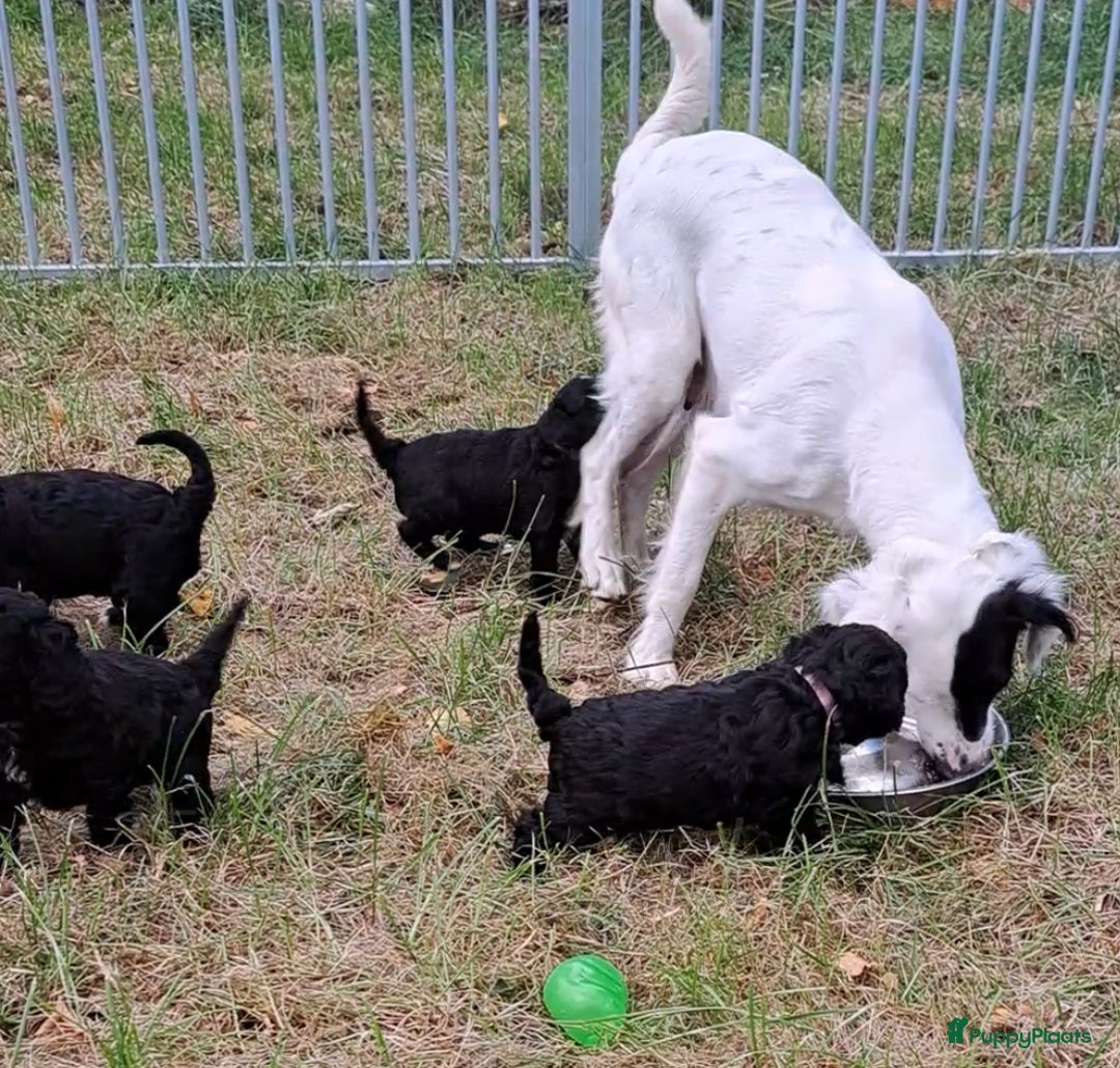 Cockapoo honden te koop: Cockapoo herhaalnestje in Kessel - Afbeelding 11