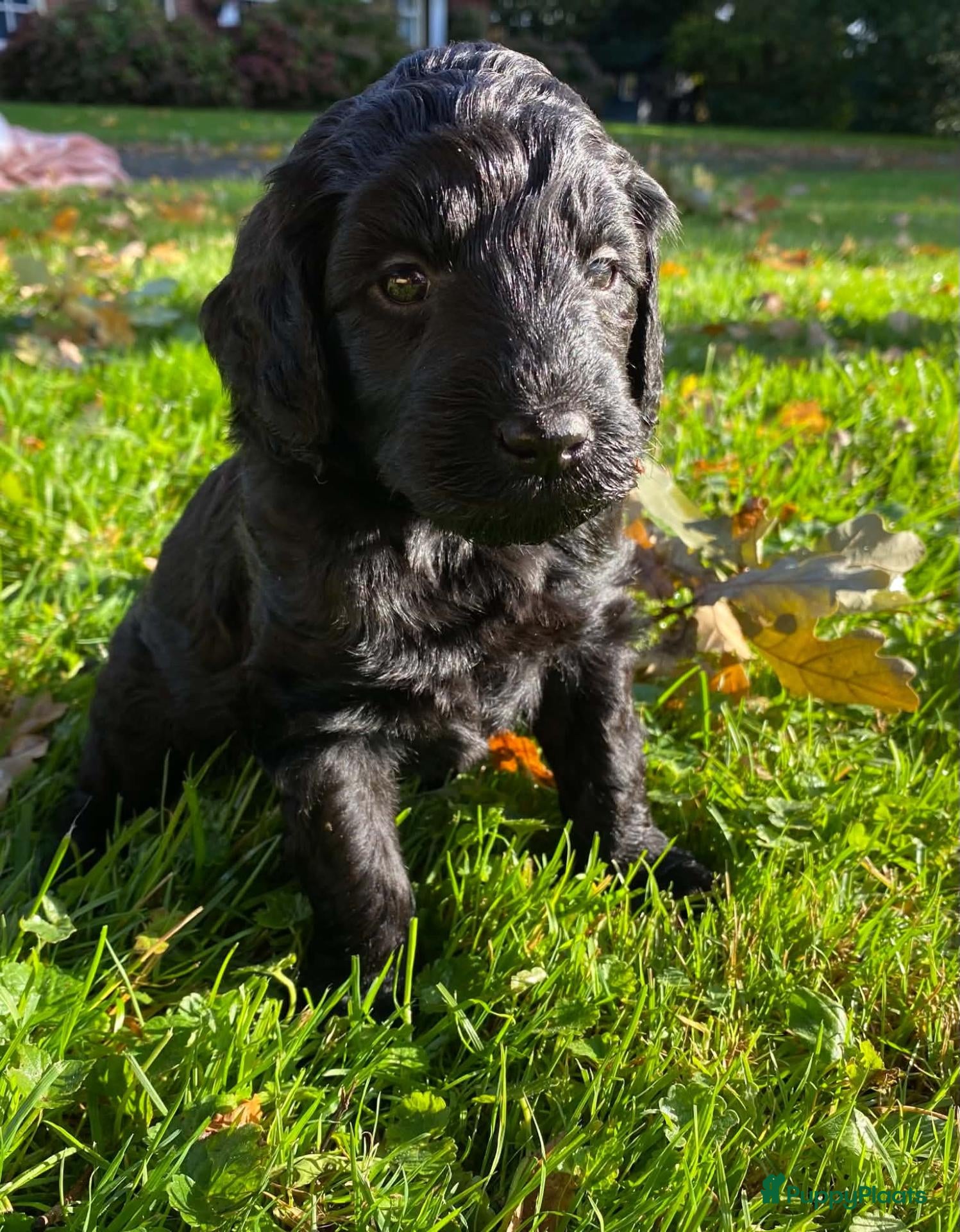 Labradoodle honden te koop: 2 zwarte  labradoodle teefjes te koop - Advertentie 2