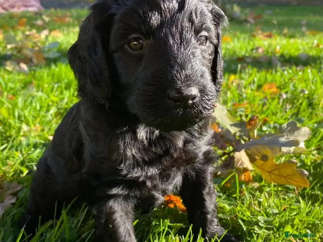 Labradoodle honden te koop: 1 zwart labradoodle teefje te koop - Advertentie 2