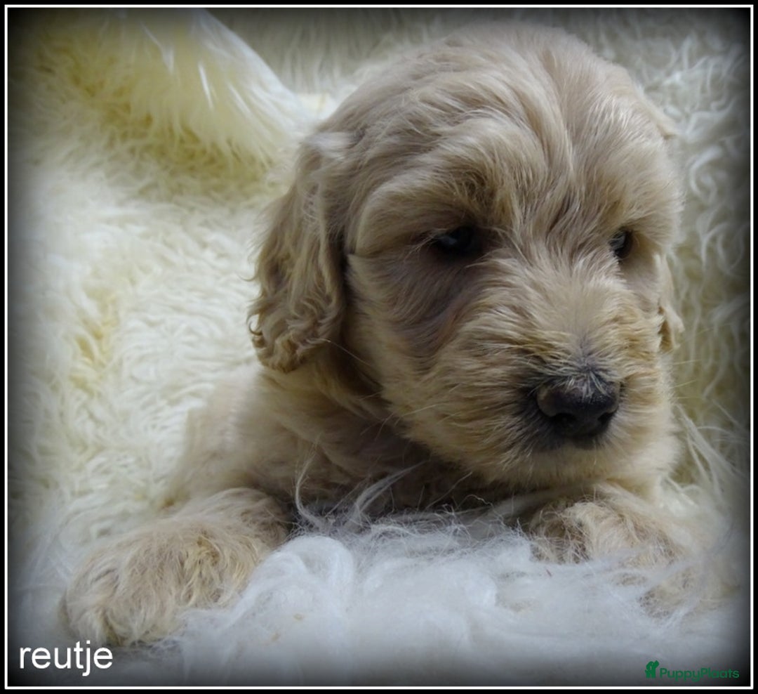 Labradoodle honden te koop: Labradoodle +/- 50 cm. (27 dec het nest verlaten)  - Advertentie 4