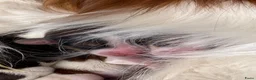 Kooikerhondje honden te koop: Prachtige kooikerpups - Advertentie 13