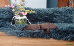 Labradoodle honden te koop: Prachtige multigen Labradoodles wavy vacht - Afbeelding 13