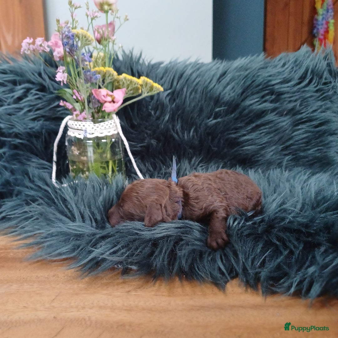 Labradoodle honden te koop: Prachtige multigen Labradoodles wavy vacht - Afbeelding 13