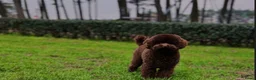 Dwergpoedel honden te koop: Choco/ Choco merle dwergpoedels - Advertentie 6