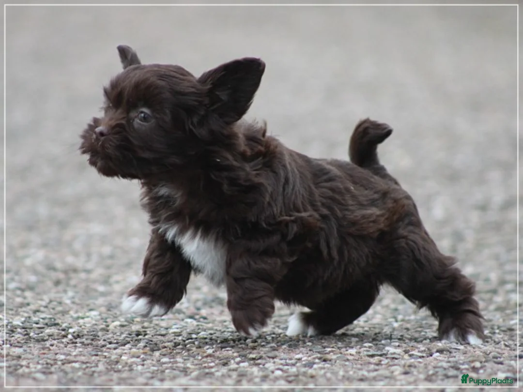 Kruising honden te koop: Knappe Mini doodle pups. - Advertentie 17