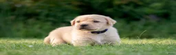 Labrador Retriever honden te koop: Labrador Retriever pups - blond en red fox - Advertentie 20