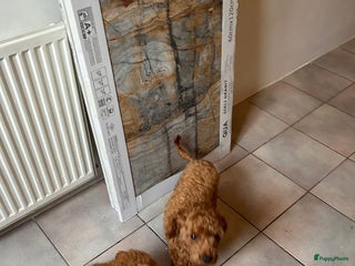 Dwergpoedel honden Dwergpoedel middellang lief en aanhankelijj - Advertentie 1