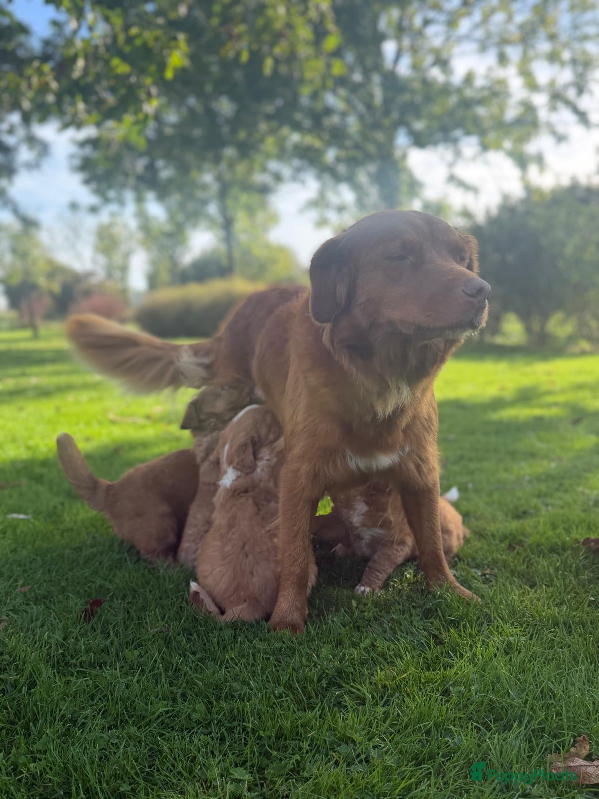 Kruising honden toller pups - Advertentie 1