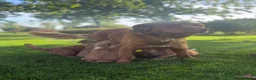 Kruising honden te koop: Nova Scotia Duck Tolling Retriever pups - Advertentie 3