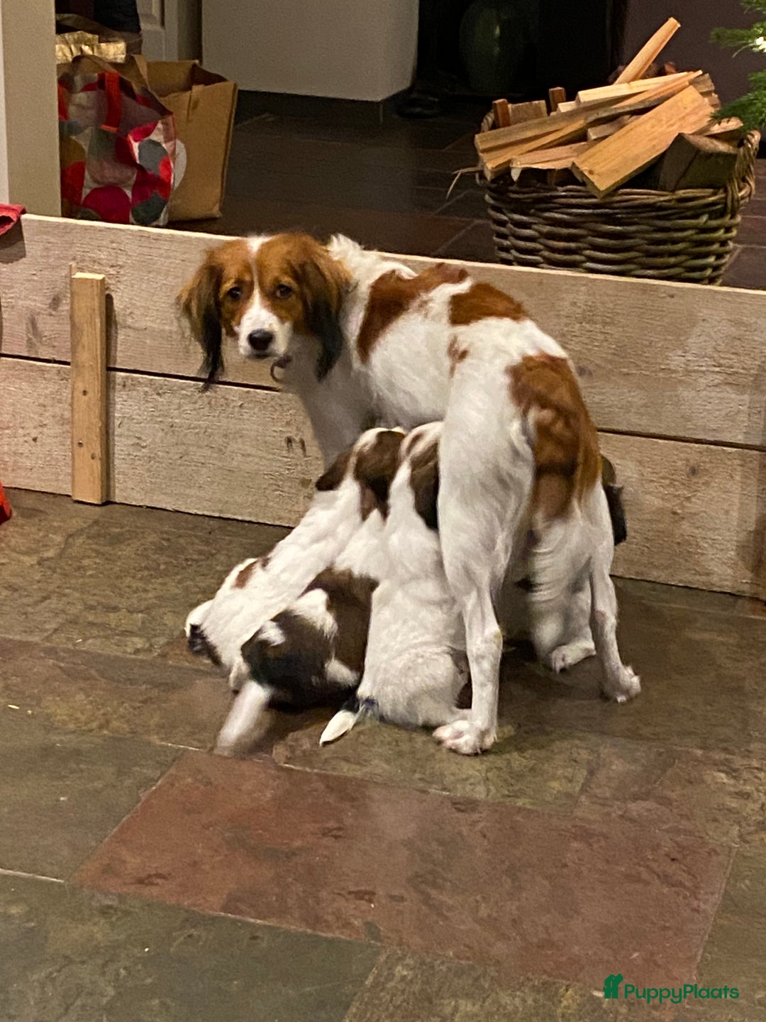 Kooikerhondje honden te koop: Kooiker reutje 6 weken - Advertentie 3