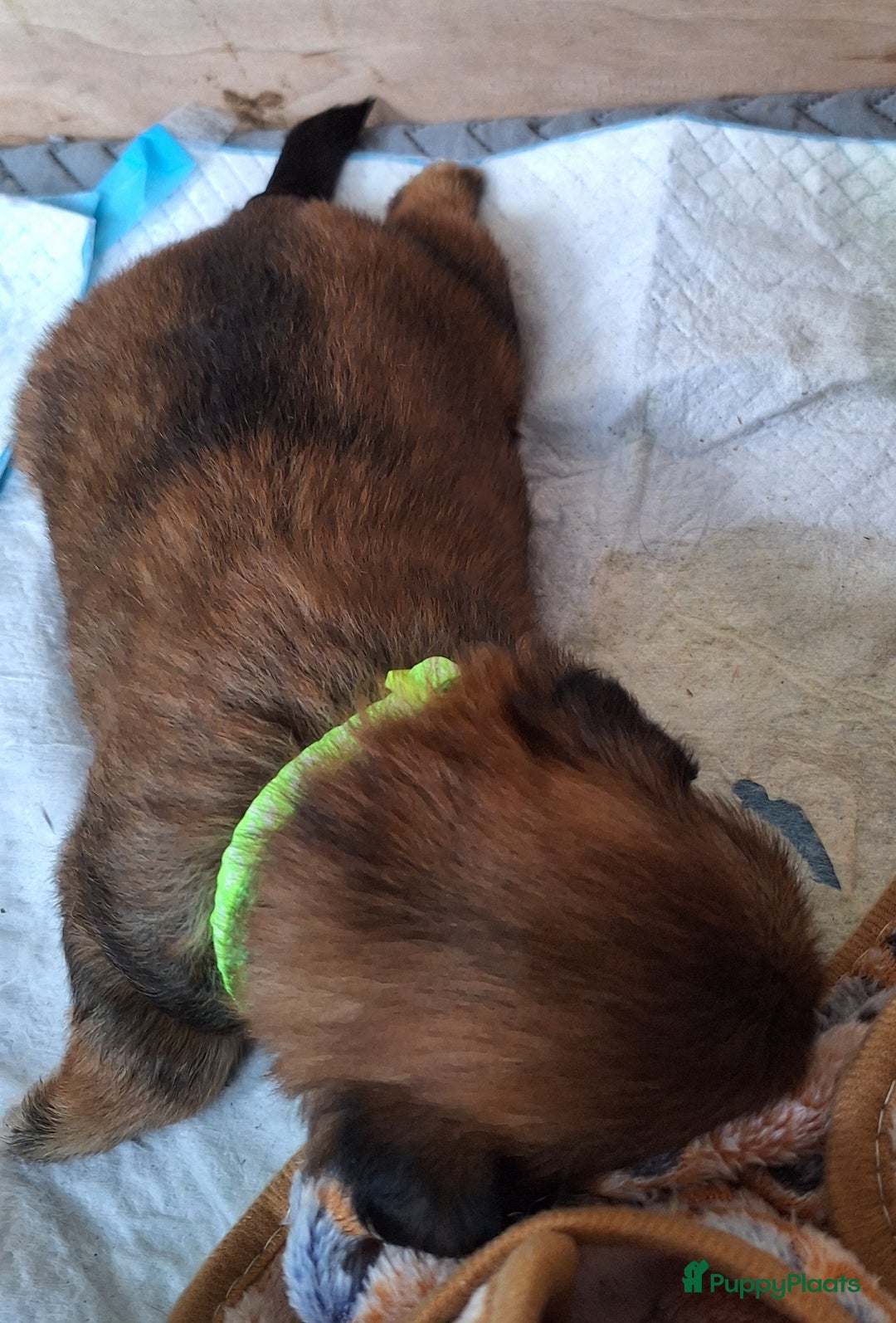 Lhasa Apso honden te koop: Wij zijn Lhasa-apso-boemwrtjes - Afbeelding 8