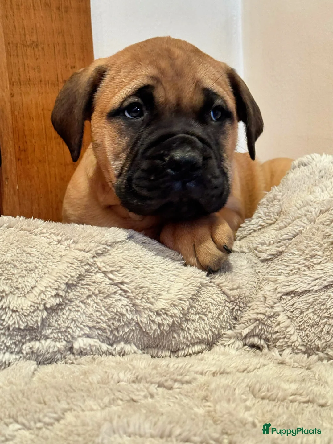 Bullmastiff honden te koop: Bullmastiff  - Advertentie 13