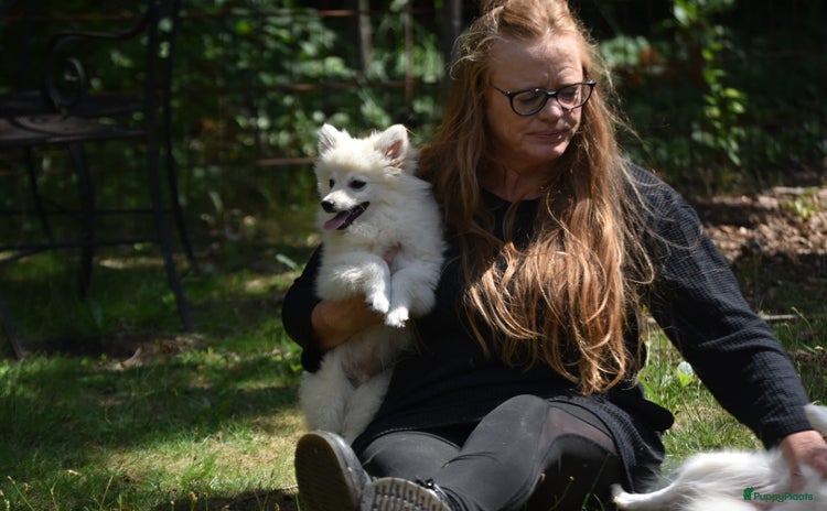 Pomchi honden - Advertentie 14